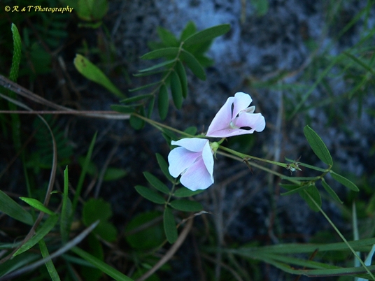 {Tephrosia florida}